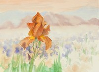 Orange Iris and Landscape thumbnail