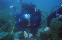 Marking Transects thumbnail