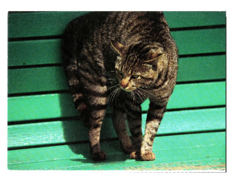 Birthday Card to Michele Serros thumbnail