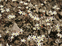 Dudleya blochmaniae thumbnail