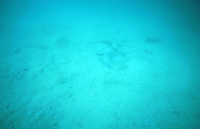 Bat Ray thumbnail