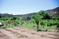 Kaber farm, Animals 011 thumbnail