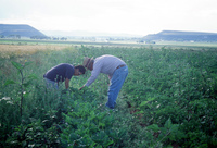 Kaber farm, Crops in the field 013 thumbnail
