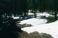 Logging 001 thumbnail