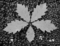 Leaf And Stars thumbnail