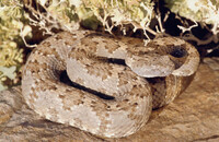 Crotalus mitchelli stephensi thumbnail