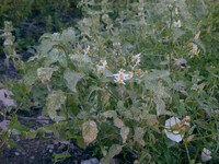 Solanum douglasii thumbnail