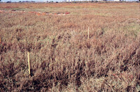 Pt. Mugu Wetlands thumbnail