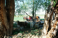 Horses and irrigation ditch 022 thumbnail