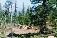 Logging 012 thumbnail