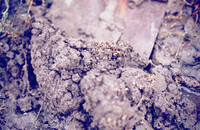 Pt. Mugu Wetlands thumbnail