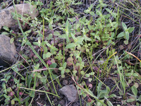 Collinsia heterophylla thumbnail