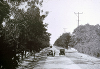 Highway Tree Plantings thumbnail