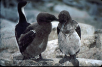 Blue eyed shags thumbnail