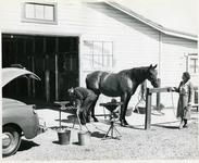 Cash Ferguson, 66-year-old veteran traveling horseshoer, shoes "Flanders," 22-year-old retired hunter outside of San Mateo, CA thumbnail
