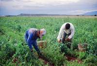 Kaber farm, Harvesting peas 042 thumbnail
