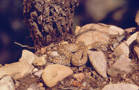 Crotalus willardi willardi thumbnail