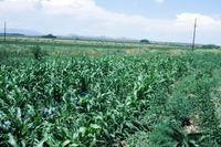 Gallegos farm, Crops 033 thumbnail