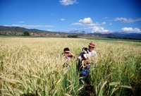 Kaber farm, Grain fields and landscapes 027 thumbnail
