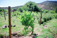 Kaber farm, Volunteers and animals 020 thumbnail