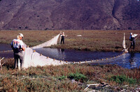 Pt. Mugu Wetlands thumbnail