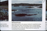 Sign: "Wetland Ponds: Man-made ponds are the primary habitat for waterbird nesting. Well-times draw-down and flooding exposes nesting islands and mudflats. This water manipulation also promotes desirable food plants and invertebrates. Moats and fences protect the nesting birds from predators. thumbnail