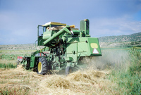 Kaber farm, Threshing winter wheat 019 thumbnail