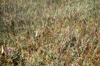 Pt. Mugu Wetlands thumbnail