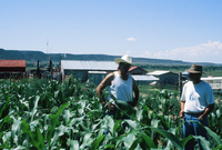 Gallegos farm, Crops 022 thumbnail