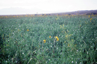 Kaber farm, Crops in the field 028 thumbnail