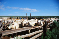 Torres ranch, Cattle drive 001 thumbnail