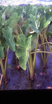 Taro Fields: Hanalei National Wildlife Refuge thumbnail
