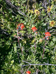 Castilleja foliolosa thumbnail