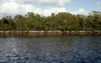 Red Mangrove Trees thumbnail