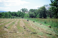 Anguallo farm, Illegal dumping and farm work 011 thumbnail