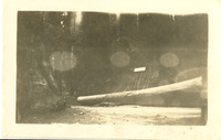 Mariposa Grove, redwoods thumbnail