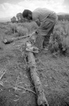 Gallegos farm, Building fences 016 thumbnail