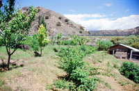 Kaber farm, Animals 017 thumbnail