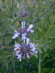 Salvia columbariae thumbnail