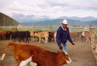 Gallegos farm, Horses and Cattle 018 thumbnail
