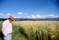 Kaber farm, Fields and crops 029 thumbnail