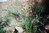 River, plants and mountains 003 thumbnail