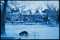 Dog in snow thumbnail