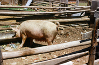 Kaber farm, Plowing 045 thumbnail