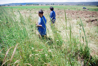 Kaber farm, Weed whacking 013 thumbnail