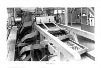 Peach grader machine. thumbnail