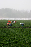 Strawberry Workers in Oxnard thumbnail