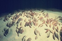ODC Sandy Shore Lecture thumbnail