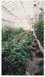 [Row of plants in greenhouse] thumbnail