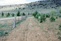 Crops growing in San Luis Valley 019 thumbnail